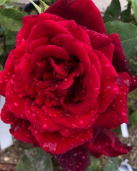 Rød rose fra Lynge Planteskole, tæt på Farum, Hillerød og Frederikssund